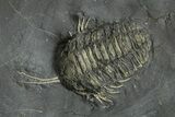 Pyritized Triarthrus Trilobite With Appendages - New York #309858-2